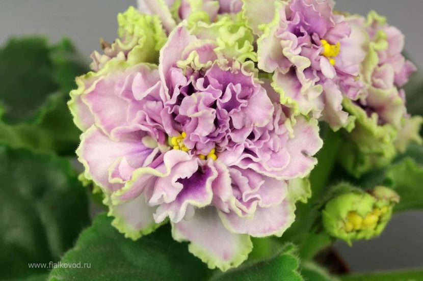 Poza net - AV Damasskaya Rosa