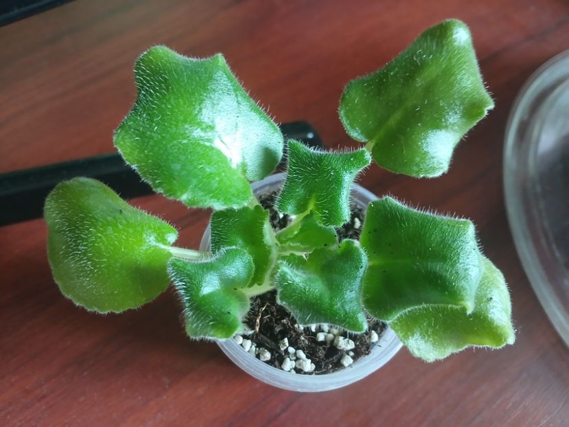  - AV Damasskaya Rosa