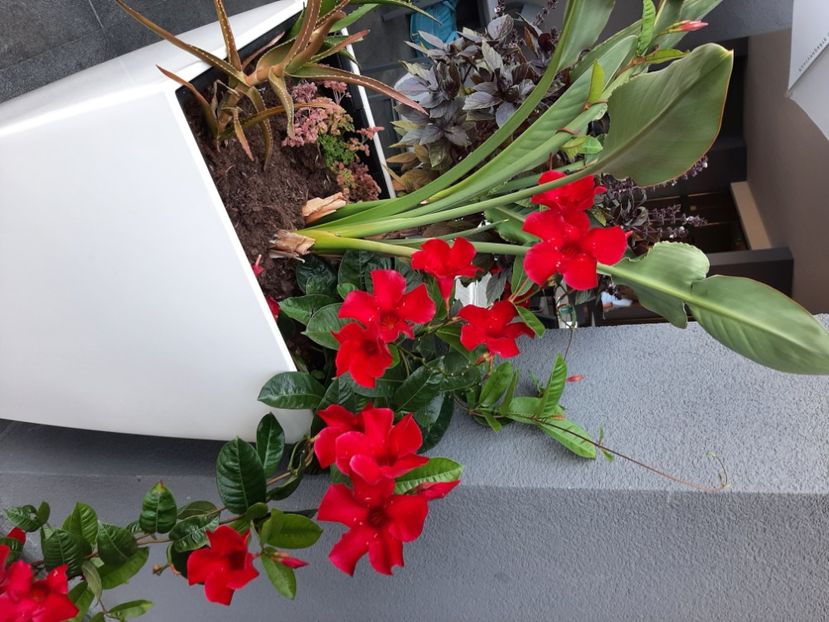  - Vacanta 2023 aug Bg Reina del Mar