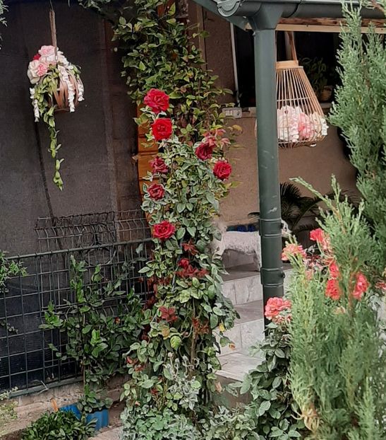  - Decorațiuni gradina mea
