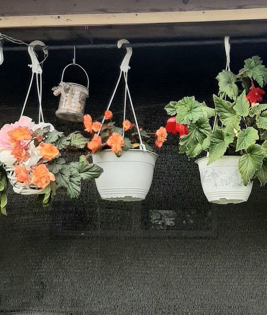  - Decorațiuni gradina mea