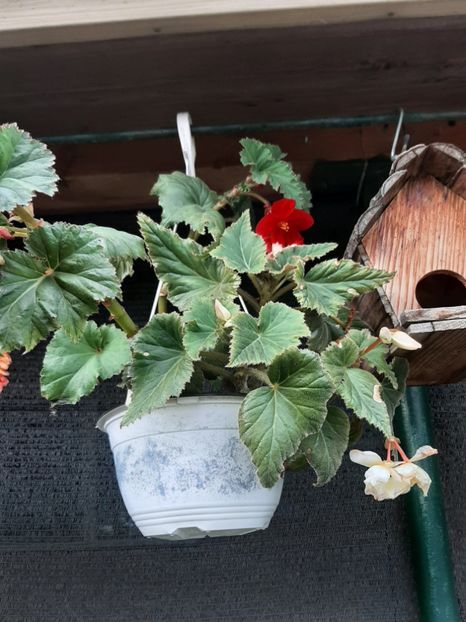  - Decorațiuni gradina mea