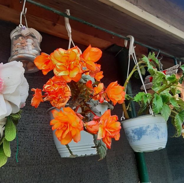  - Decorațiuni gradina mea