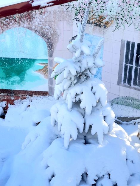  - Peisaj iarna 2023 gradina mea