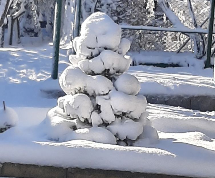  - Peisaj iarna 2023 gradina mea