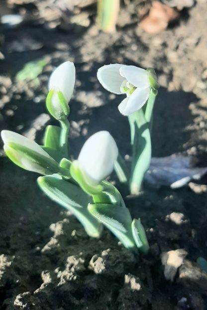  - Florile mele 2024