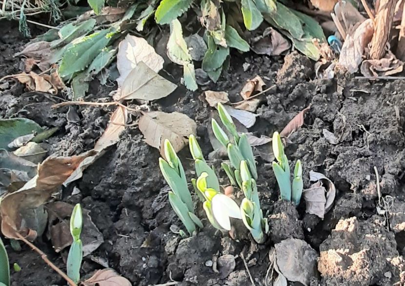  - Florile mele 2024