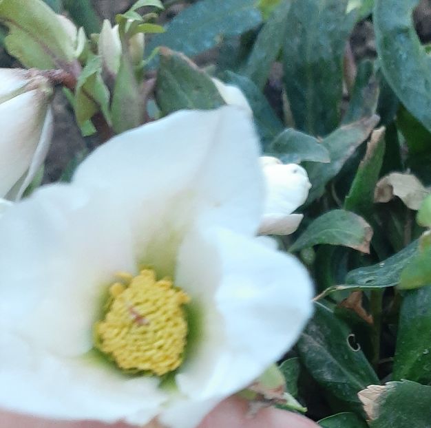  - Florile mele 2024