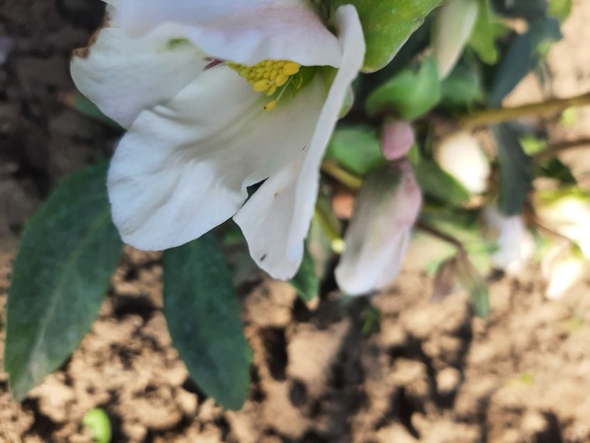  - Florile mele 2024