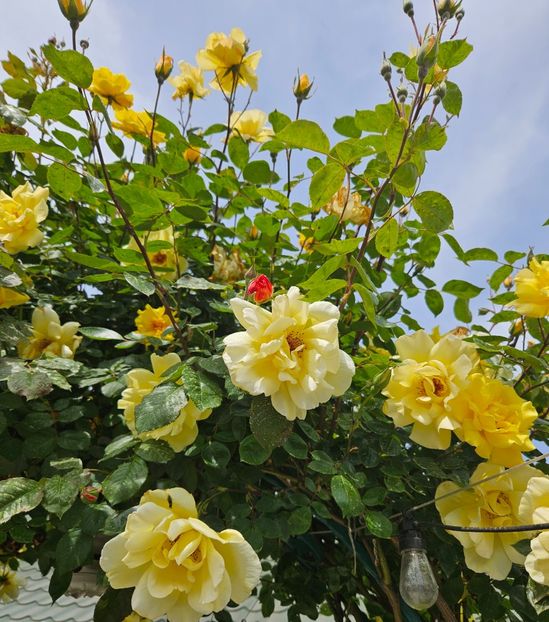  - Florile mele 2024