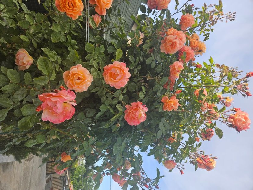  - Florile mele 2024