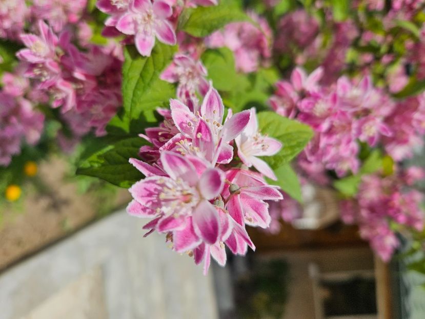  - Florile mele 2024