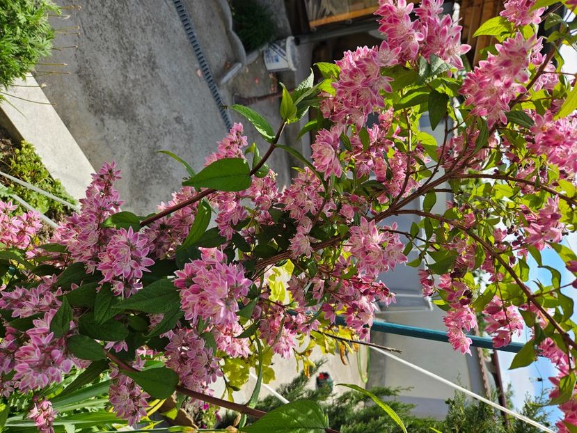  - Florile mele 2024