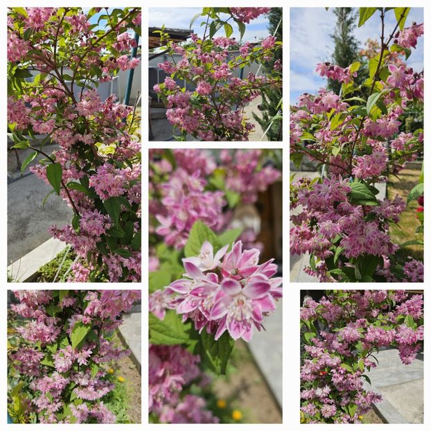  - Florile mele 2024