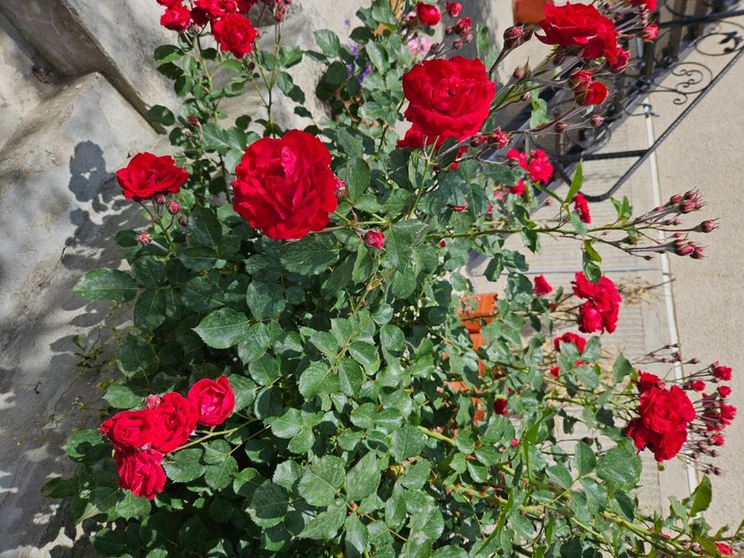  - Florile mele 2024