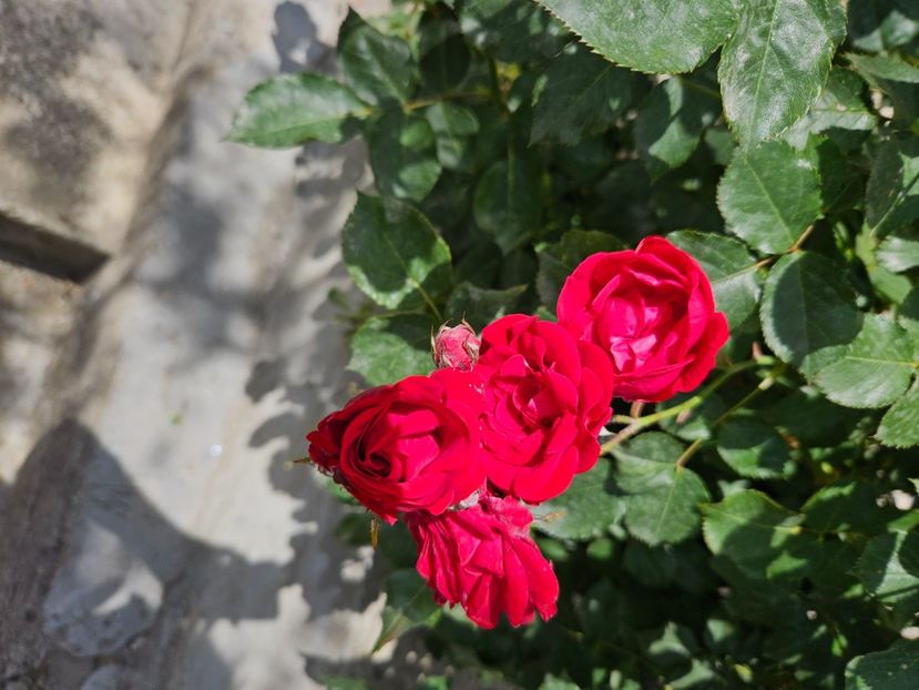  - Florile mele 2024