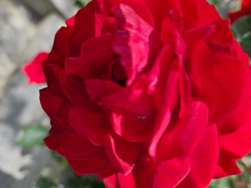  - Florile mele 2024