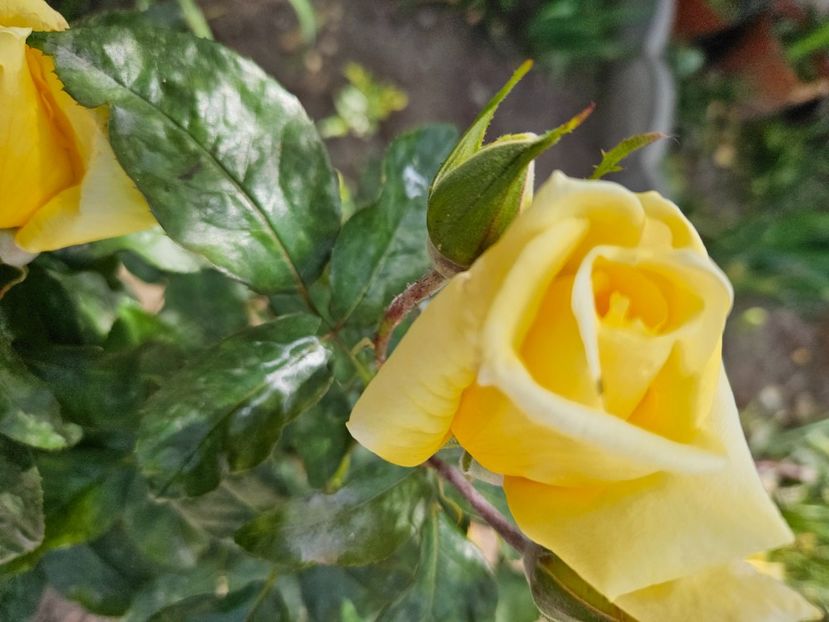  - Florile mele 2024