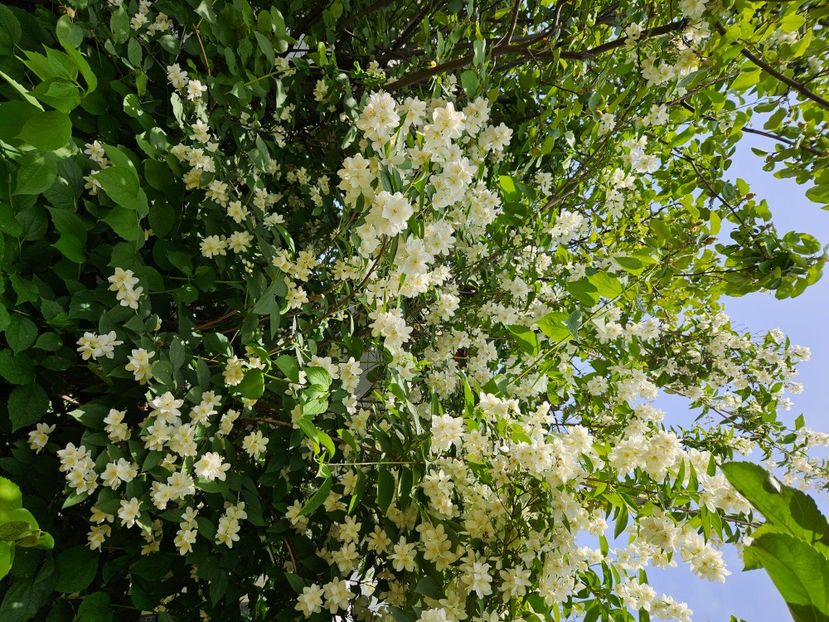 - Florile mele 2024