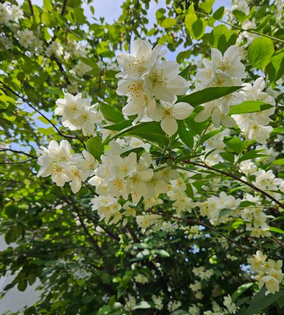  - Florile mele 2024