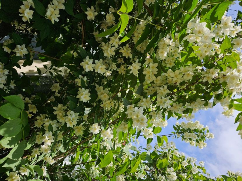  - Florile mele 2024
