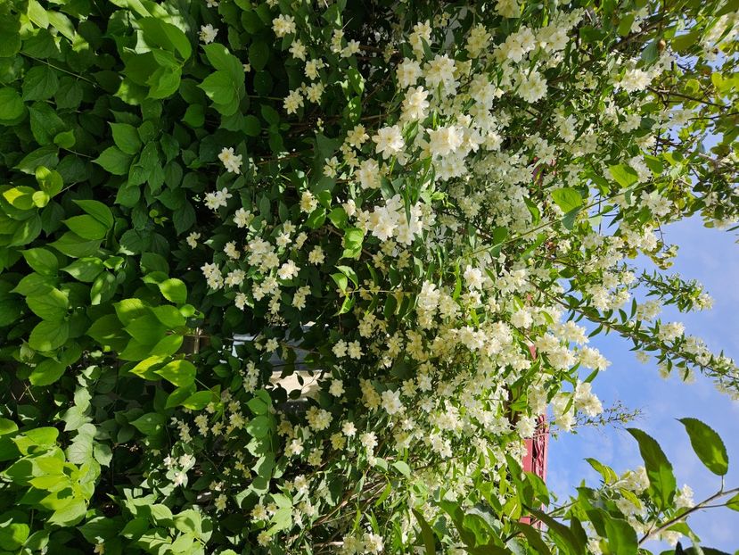  - Florile mele 2024