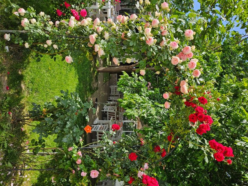  - Florile mele 2024