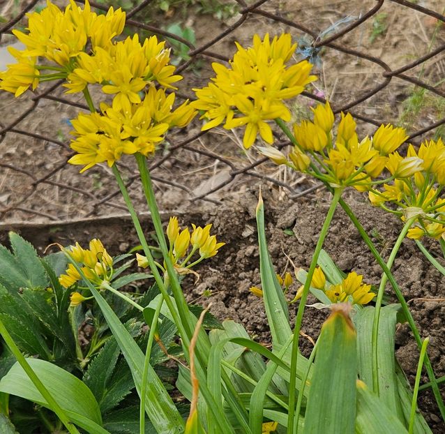  - Florile mele 2024