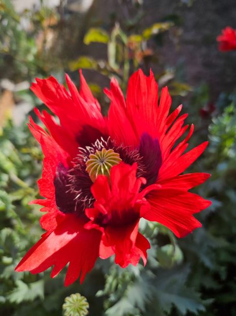 - Florile mele 2024