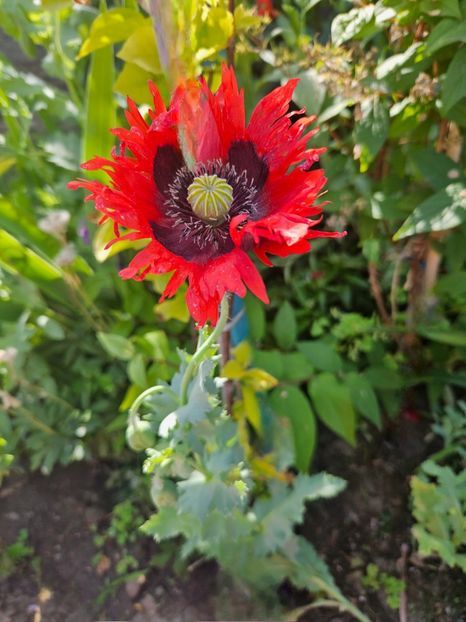  - Florile mele 2024