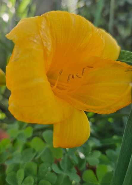 - Florile mele 2024
