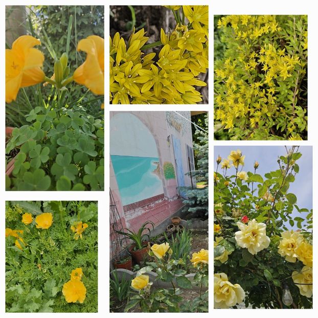  - Florile mele 2024