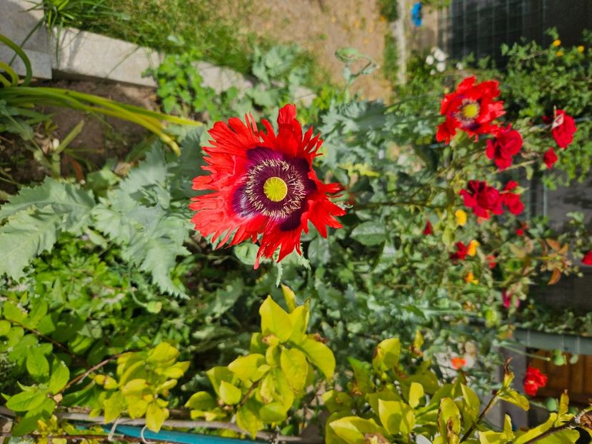  - Florile mele 2024