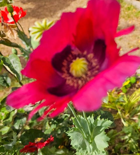  - Florile mele 2024