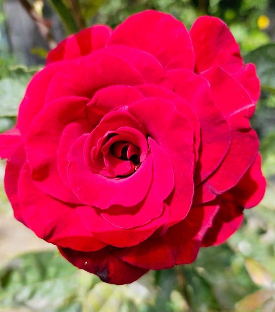  - Florile mele 2024