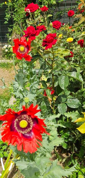  - Florile mele 2024