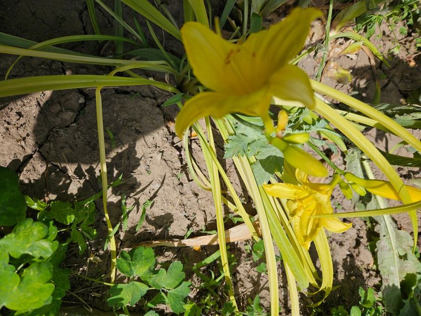  - Florile mele 2024