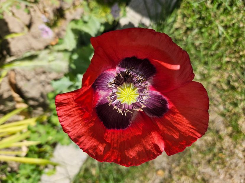 - Florile mele 2024