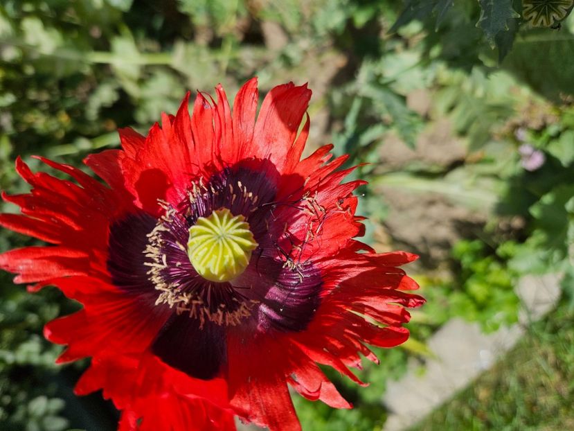  - Florile mele 2024