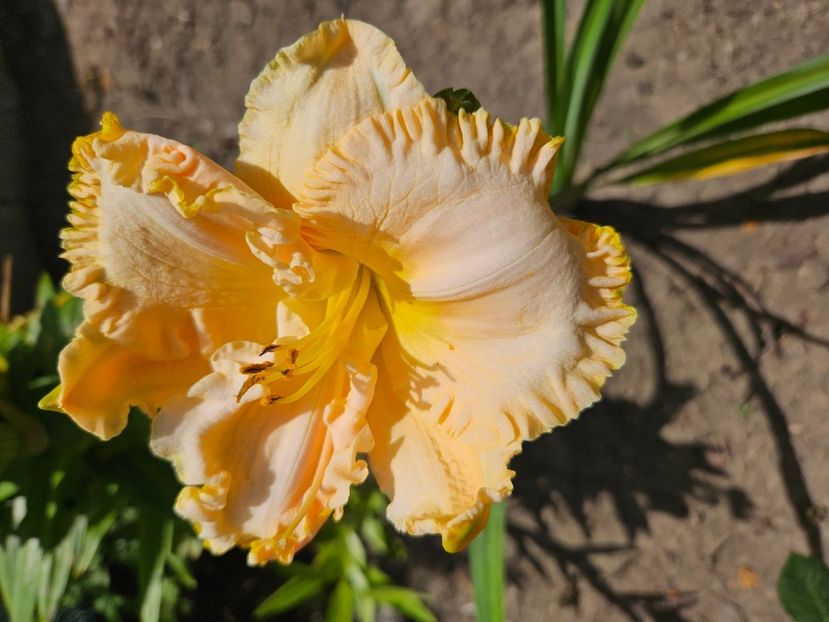  - Florile mele 2024