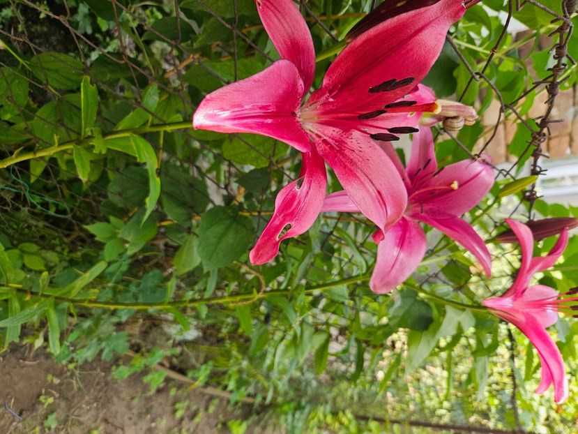  - Florile mele 2024