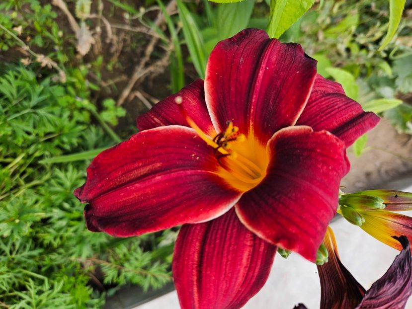  - Florile mele 2024