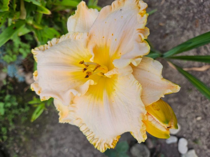  - Florile mele 2024