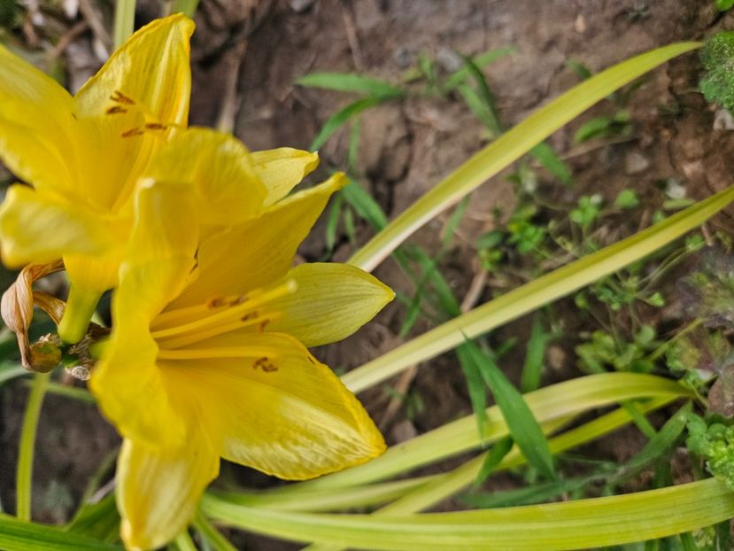  - Florile mele 2024