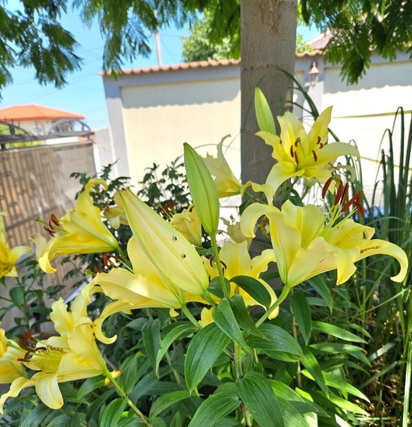  - Florile mele 2024