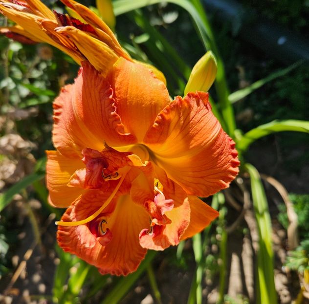  - Florile mele 2024