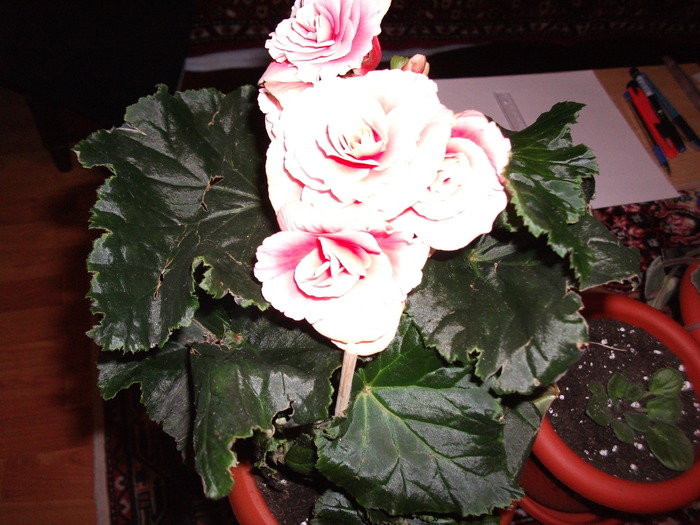 begonia roz - Begonii