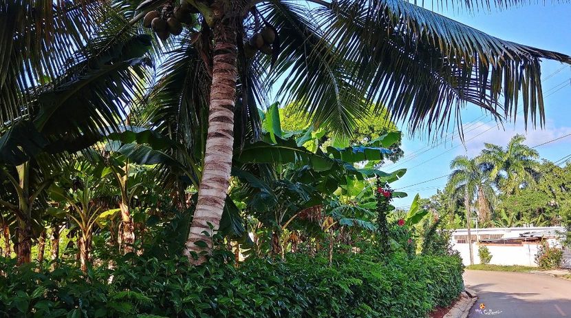 Beautiful Dominican Rep 16 - --- DOMINICAN REPUBLIC