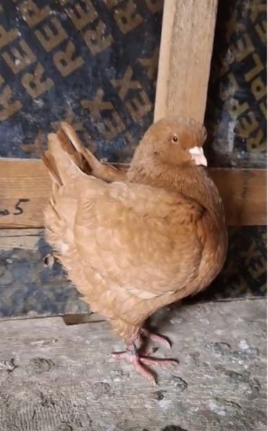 Screenshot_20250119-084312_Messenger - Kingi