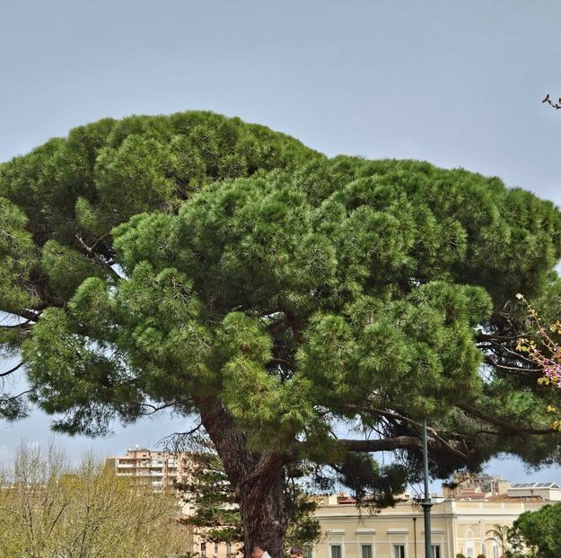  - Croaziera World Europa 1